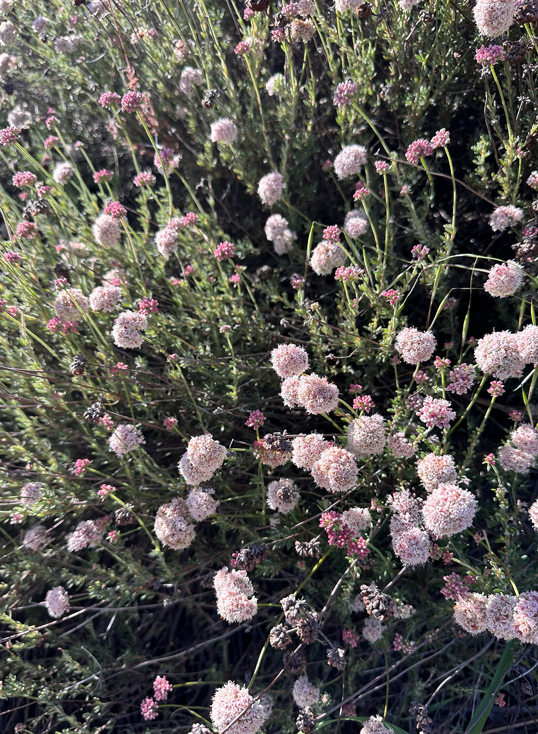 Eriogonum fasciculatum - California Buckwheat (Plant)