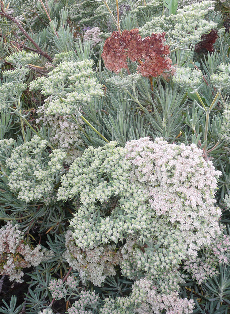 Eriogonum arborescens - Santa Cruz Island Buckwheat (Plant)