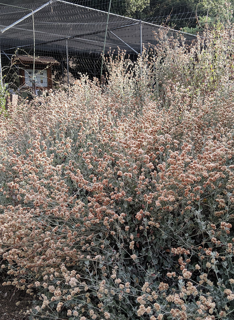 Eriogonum cinereum - Ashy-Leaf Buckwheat (Seed)