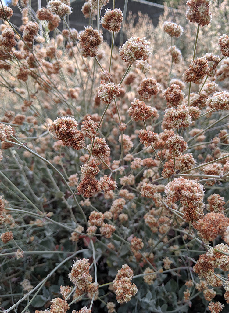 Eriogonum cinereum - Ashy-Leaf Buckwheat (Seed)