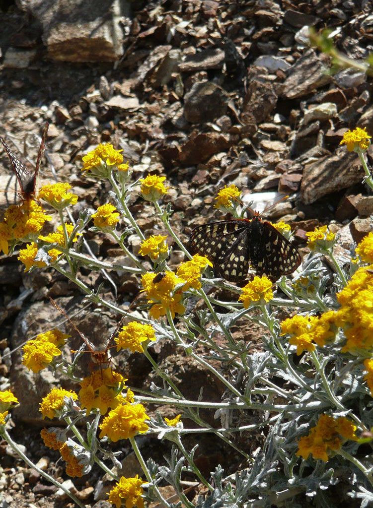 Eriophyllum confertiflorum var. confertiflorum - Golden Yarrow (Plant)