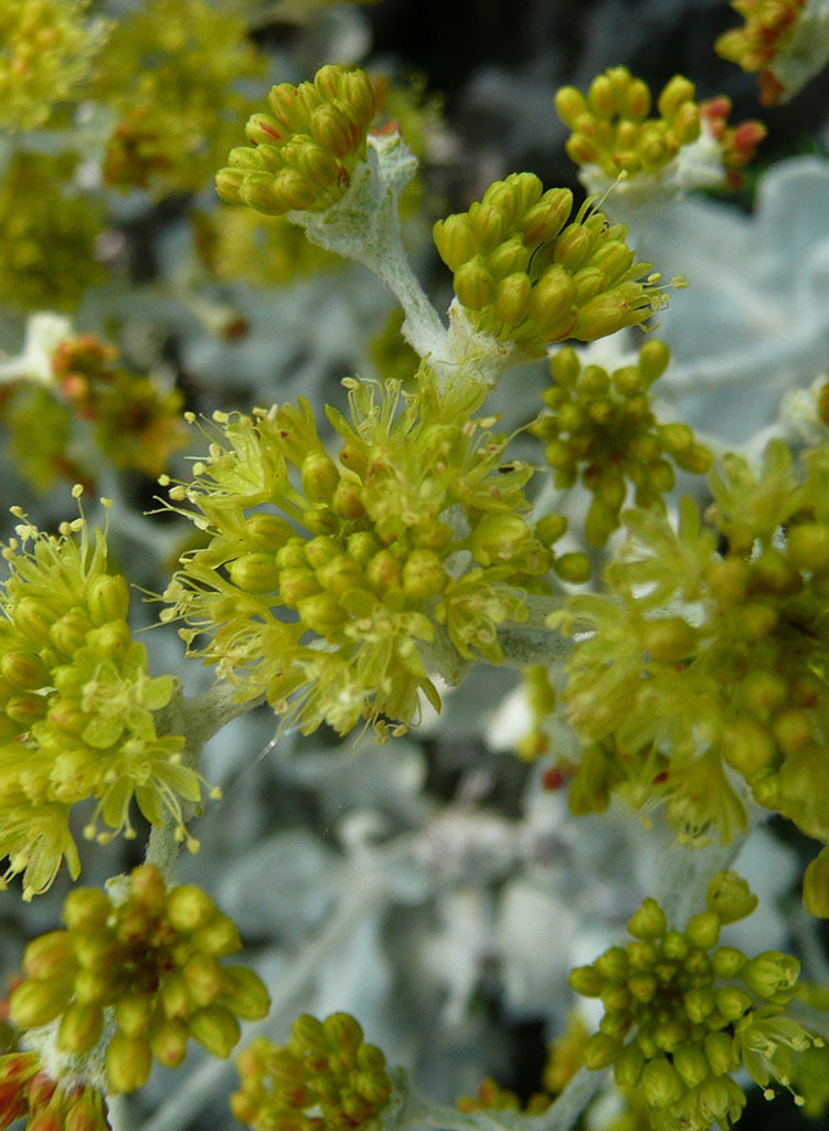 Eriogonum crocatum - Conejo Buckwheat (Plant)
