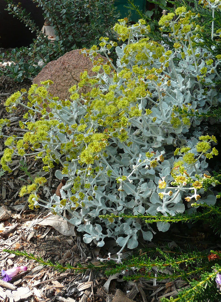 Eriogonum crocatum - Conejo Buckwheat (Plant)