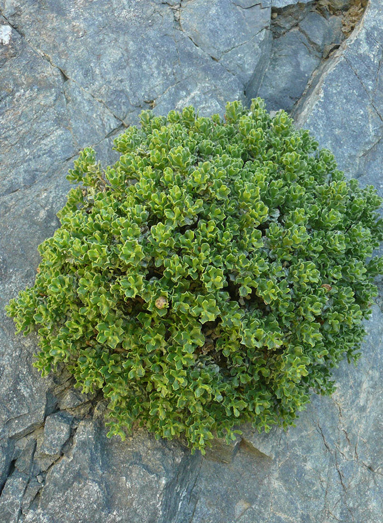 Ericameria cuneata - Cliff Goldenbush, Desert Rock Goldenbush (Plant)