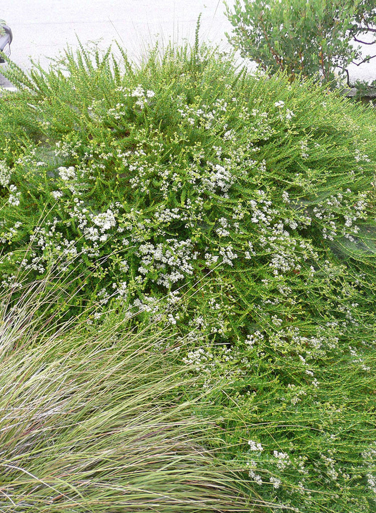erifasbrudic-01.jpg