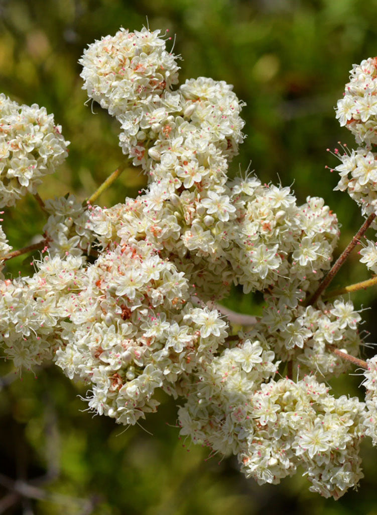 Eriogonum fasciculatum var. fasciculatum - California Buckwheat (Plant)