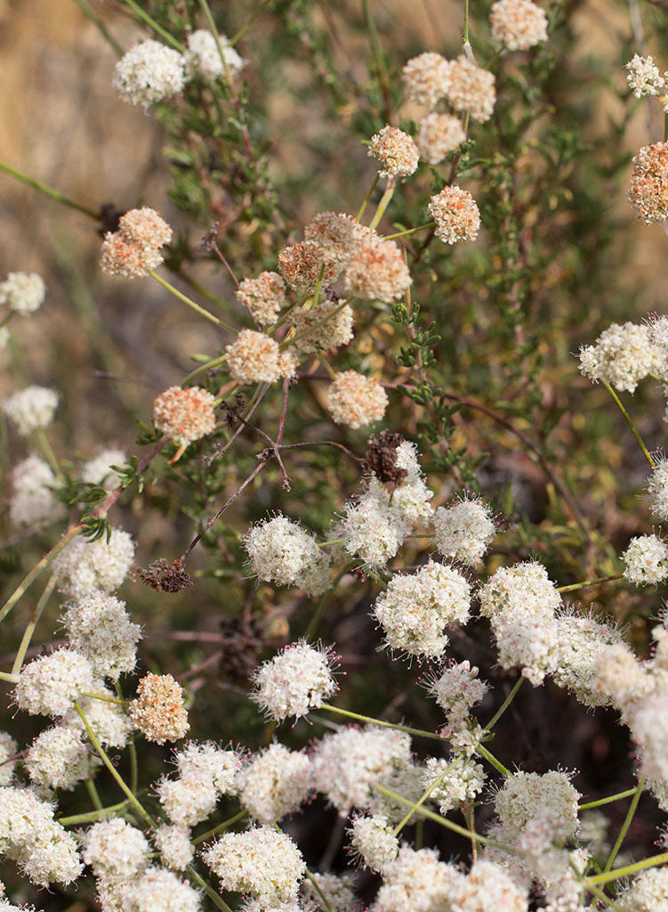 Eriogonum fasciculatum var. foliolosum - California Buckwheat (Plant)