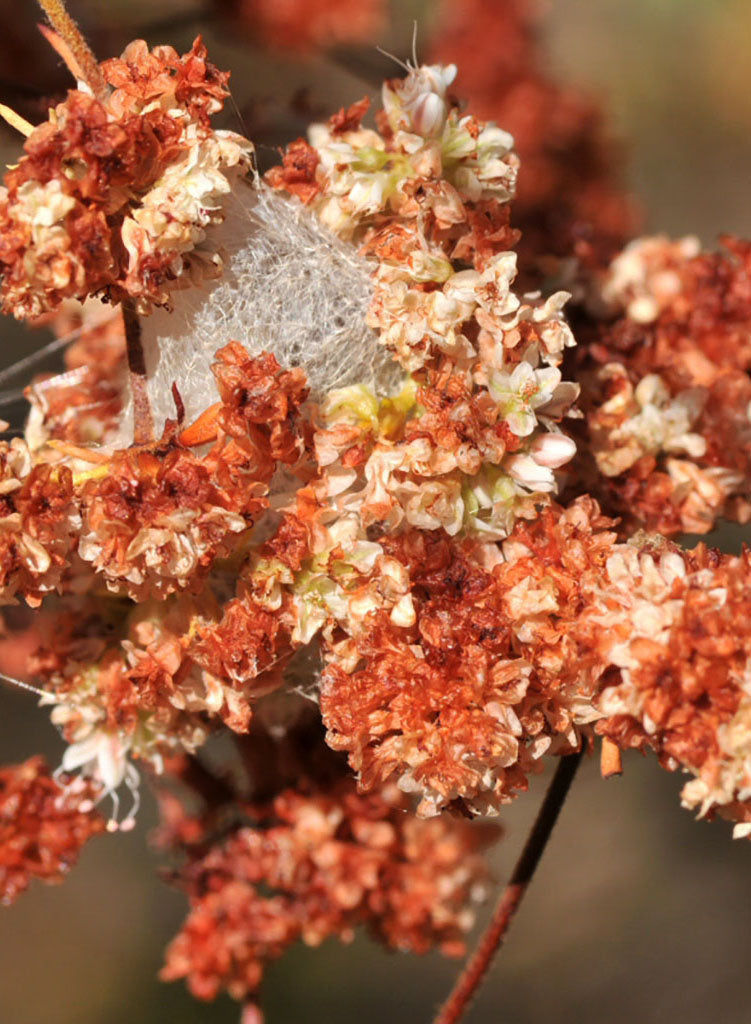 Eriogonum fasciculatum var. foliolosum - California Buckwheat (Plant)