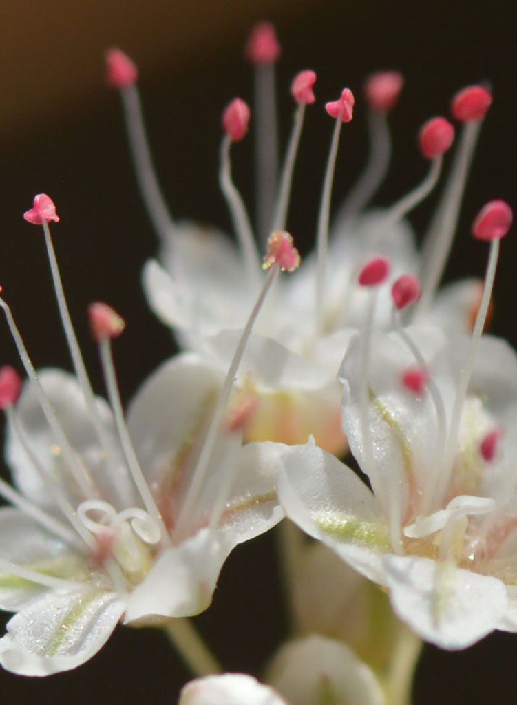Eriogonum fasciculatum var. foliolosum - California Buckwheat (Plant)