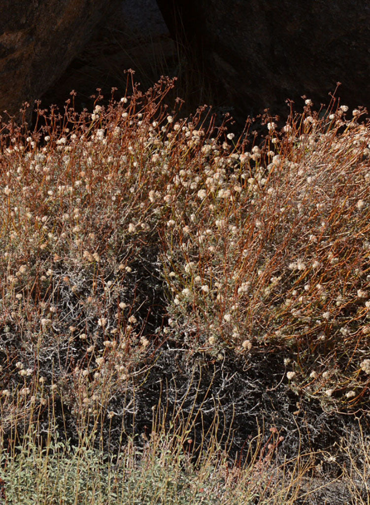 Eriogonum fasciculatum var. polifolium - Eastern Mojave Buckwheat (Plant)