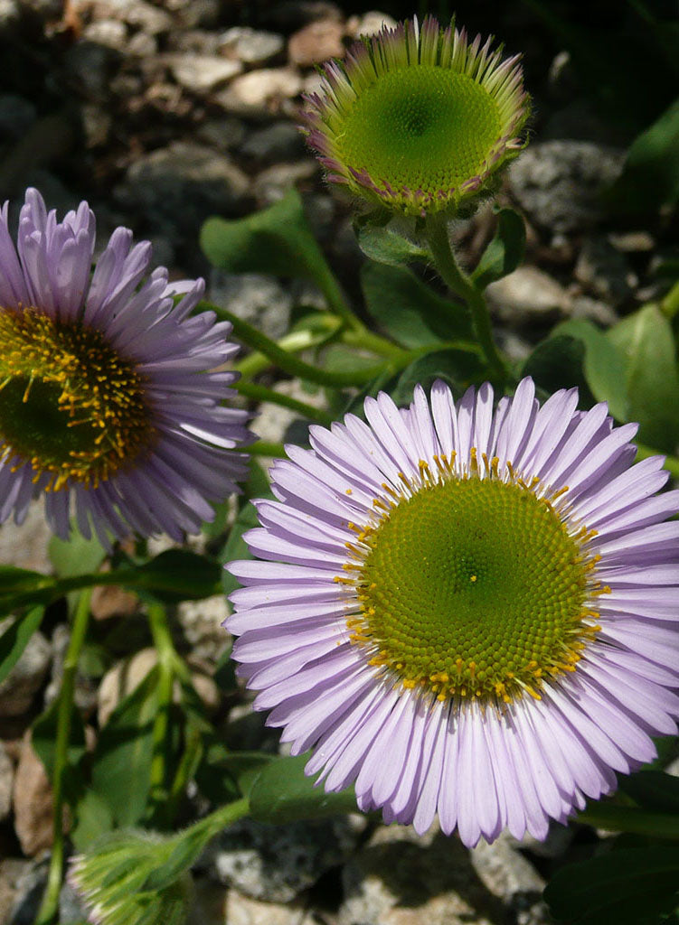 Erigeron glaucus 'Arthur Menzies' - Arthur Menzies Seaside Daisy (Plant)