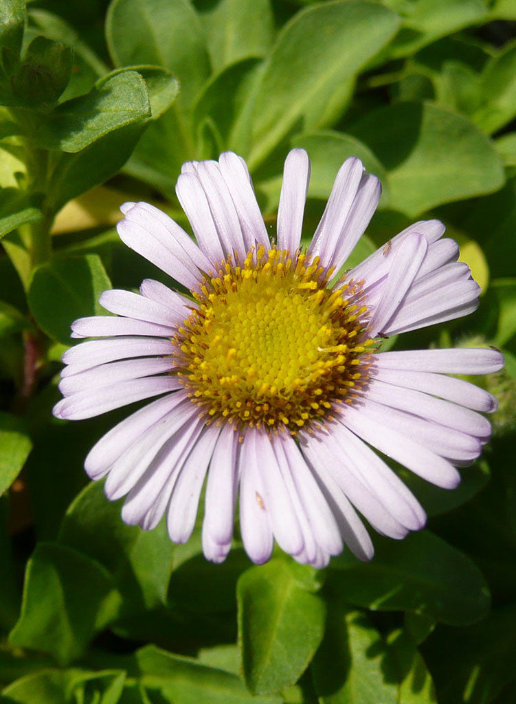 Erigeron glaucus 'Cape Sebastian' - Cape Sebastian Seaside Daisy (Plant)