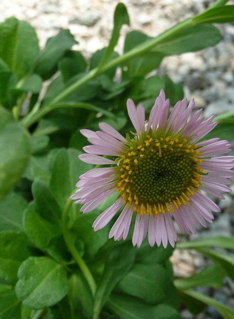 Erigeron glaucus 'Ron's Pink' - Ron's Pink Seaside Daisy (Plant)