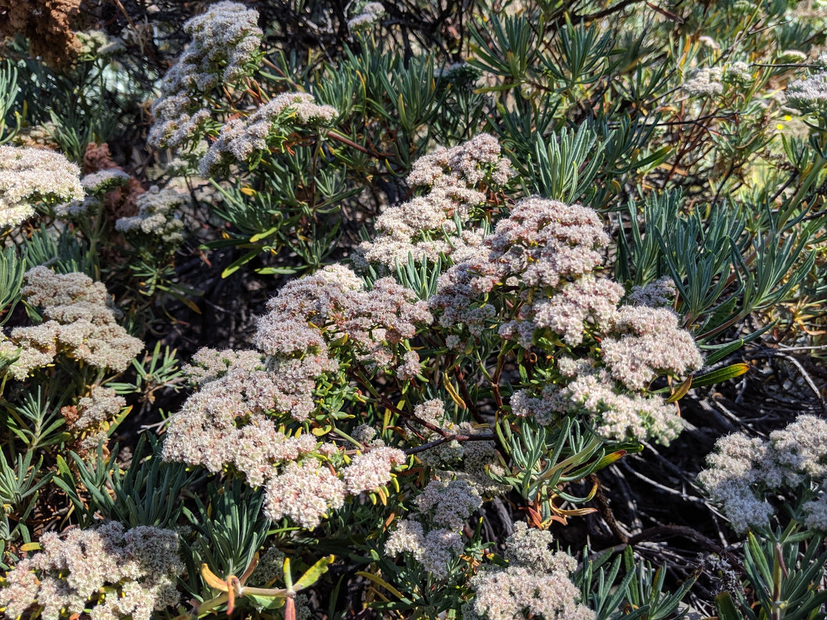 Shrub Seeds – Theodore Payne Foundation