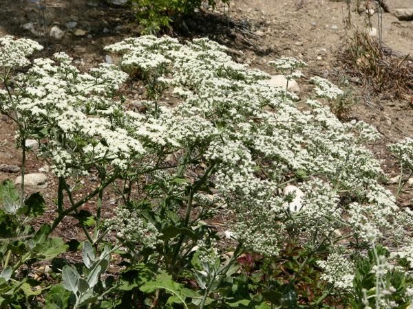 eriogonum-giganteum2.jpg