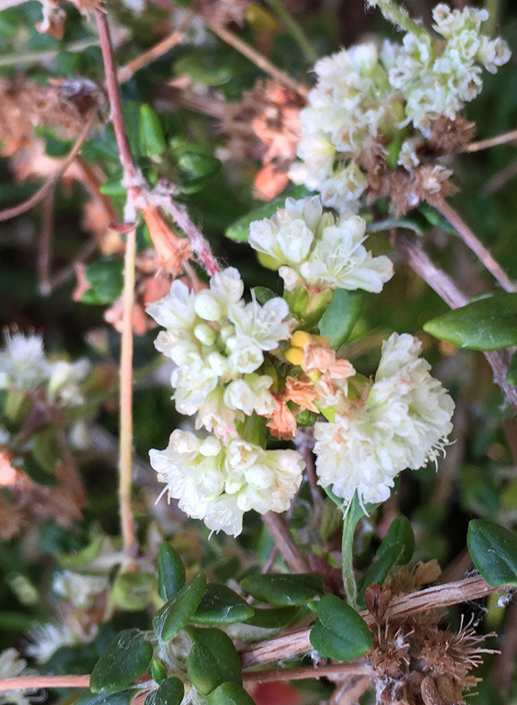 Eriogonum parvifolium - Sea Cliff Buckwheat (Plant)