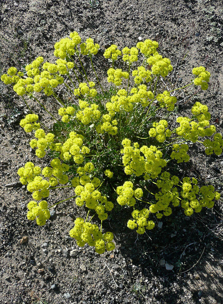 Eriogonum umbellatum - Sulfur Buckwheat (Plant)