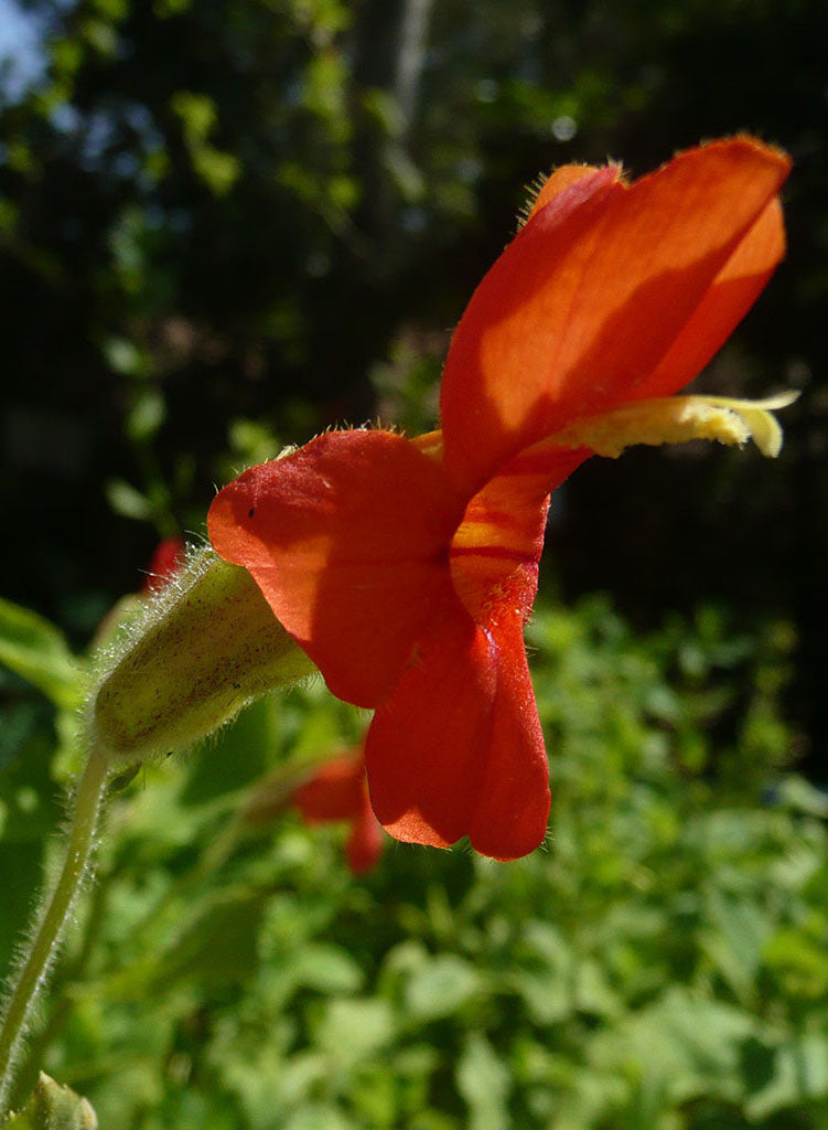 Erythranthe cardinalis - Scarlet Monkeyflower (Plant)
