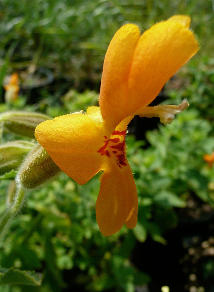 Erythranthe cardinalis 'Santa Cruz Island Gold' - Santa Cruz Island Scarlet Monkeyflower (Plant)