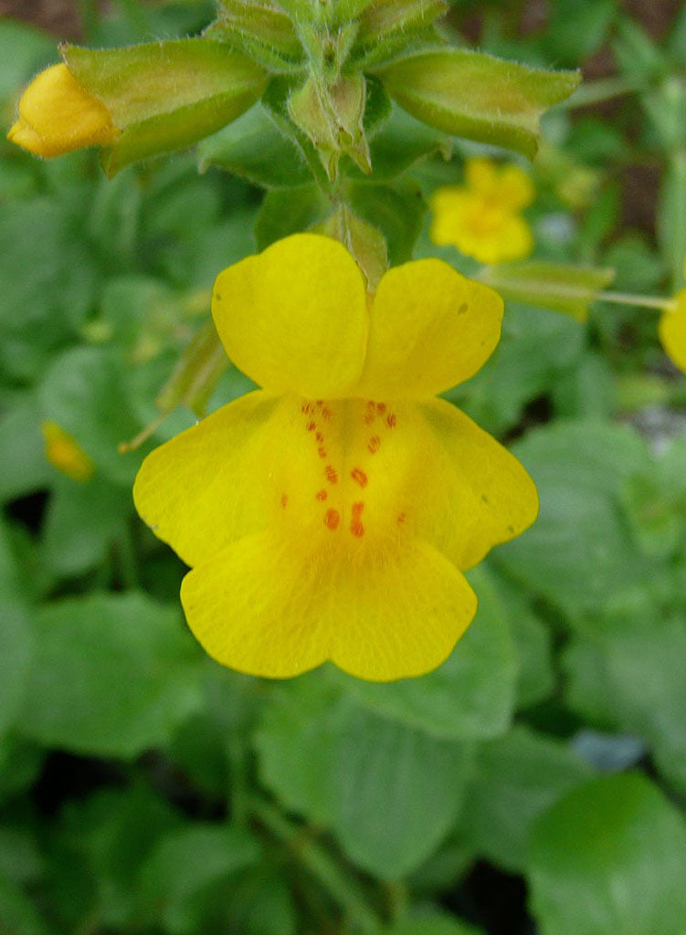 Erythranthe guttata - Yellow Monkey Flower (Seed)