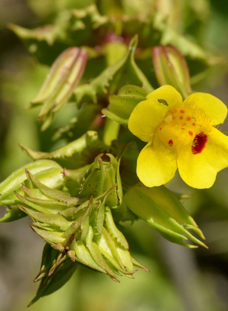 Erythranthe guttata - Yellow Monkey Flower (Seed)