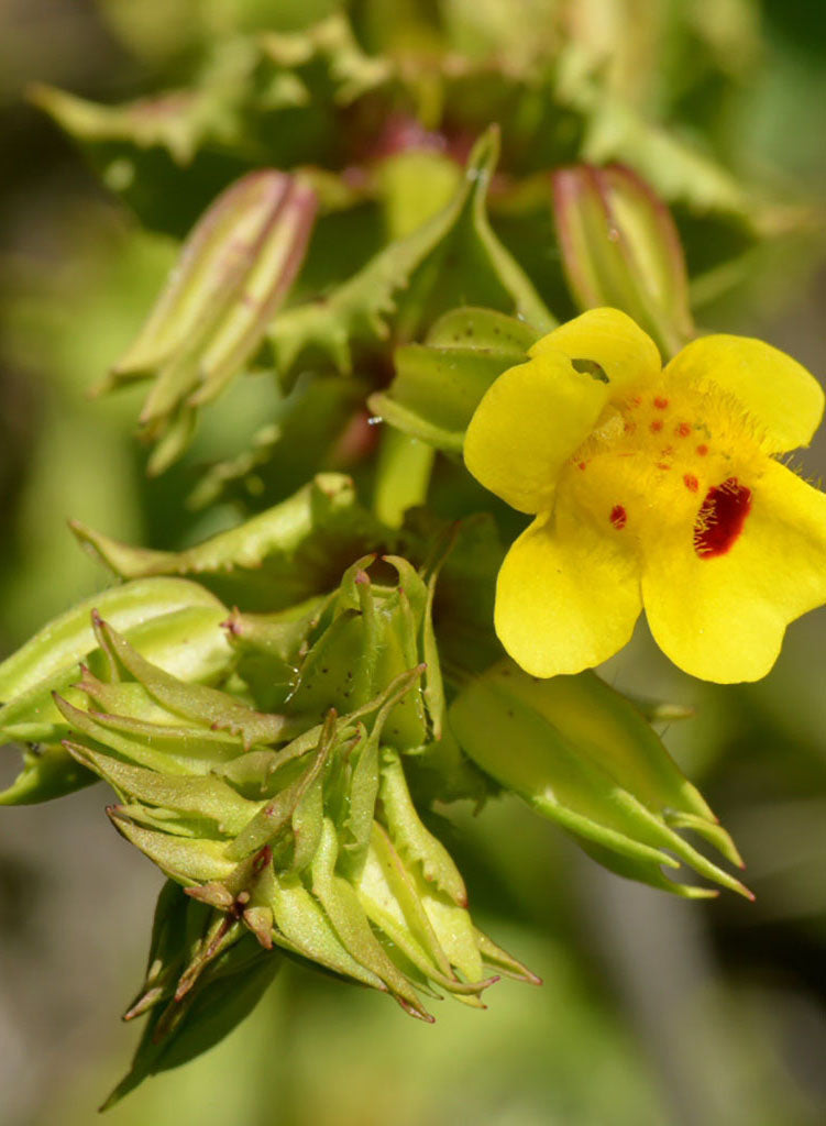 Erythranthe guttata - Seep Monkeyflower, Yellow Monkeyflower (Plant)