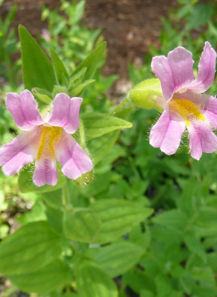 Erythranthe lewisii - Pink Monkeyflower (Plant)