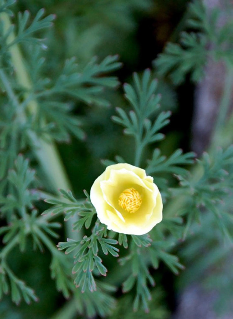 Eschscholzia californica 'Moonglow' - Moonglow California Poppy (Seed)