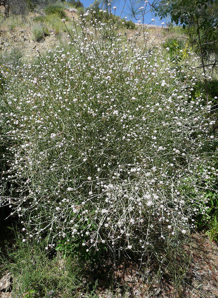 Euphorbia xanti - Baja Spurge (Plant)