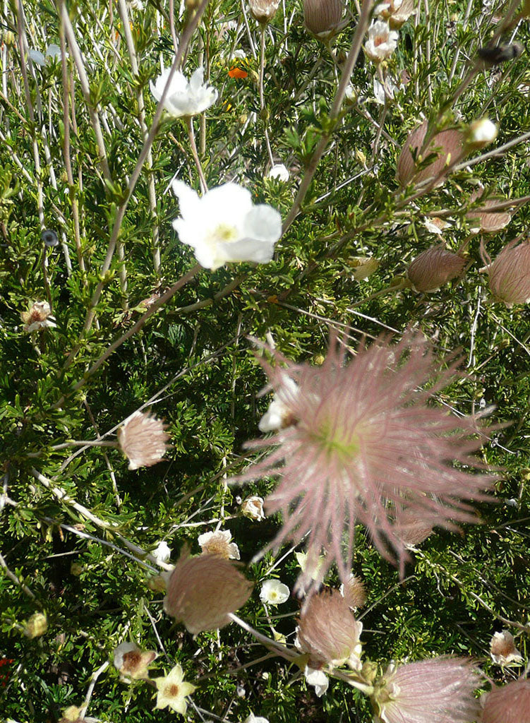 Fallugia paradoxa - Apache Plume (Plant)