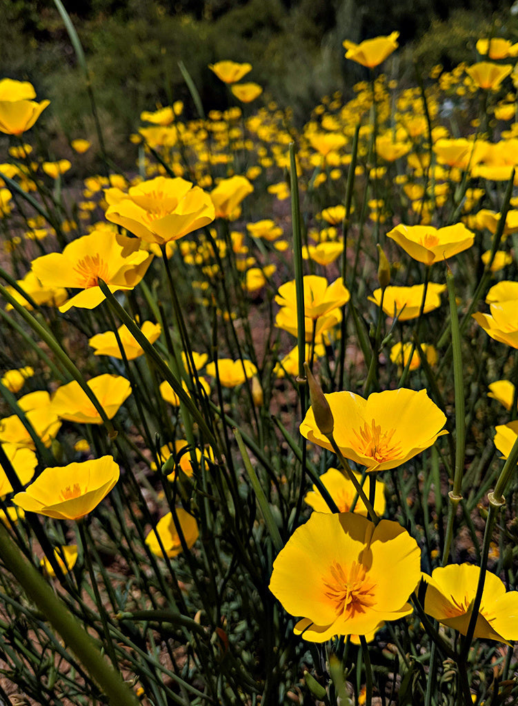 Local - Eschscholzia caespitosa - Foothill Poppy (Seed)
