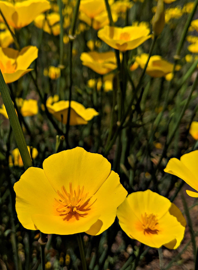 foothill-poppy-02.jpg