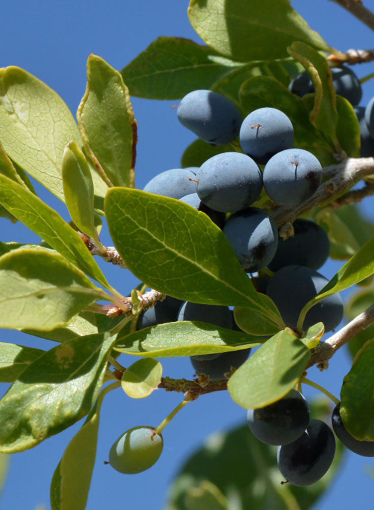 Forestiera pubescens - Desert Olive (Plant)