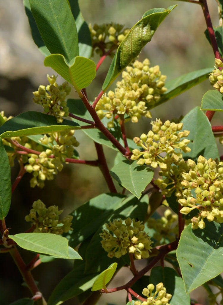Frangula californica - California Coffeeberry (Plant)