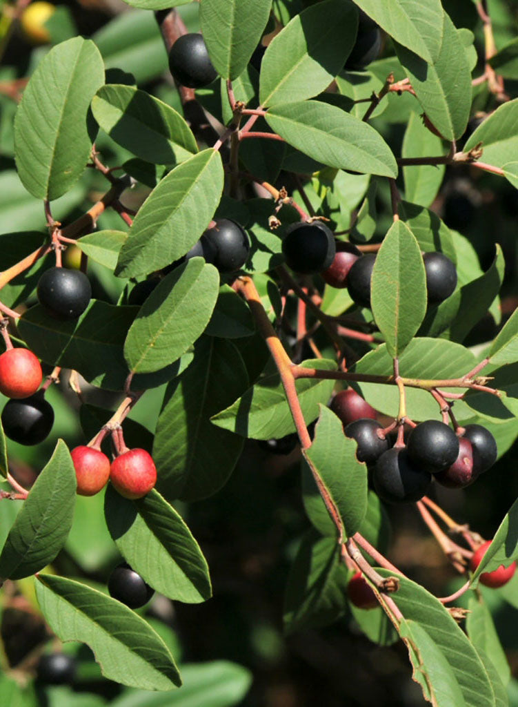 Frangula californica - California Coffeeberry (Plant)