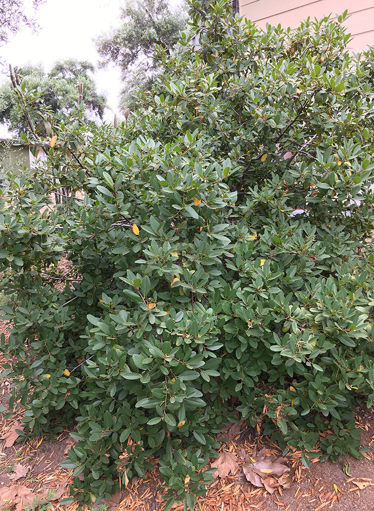 Frangula californica 'Eve Case' - Eve Case California Coffeeberry (Plant)