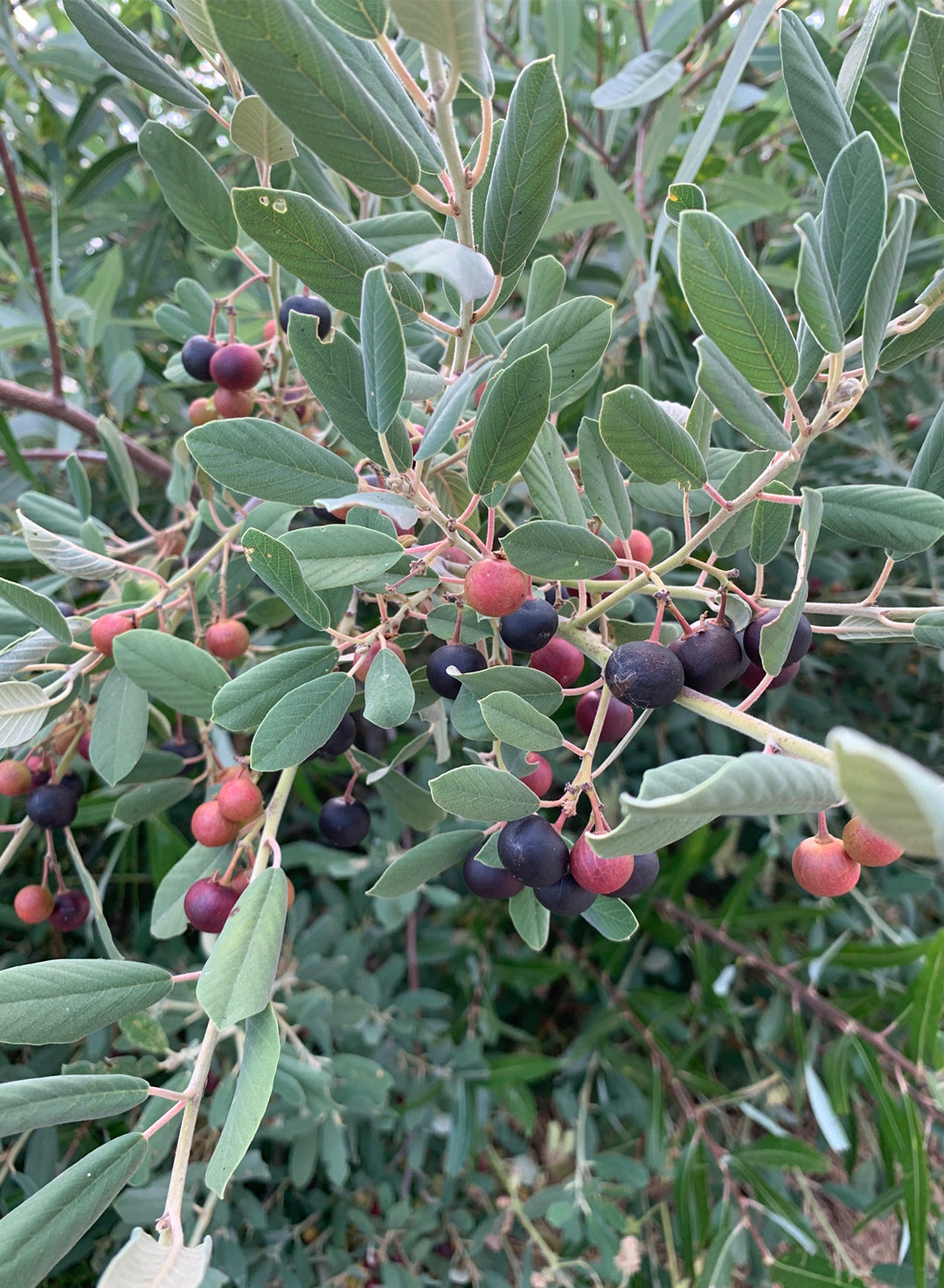 Frangula californica ssp. tomentella - Hoary Coffeeberry (Plant)