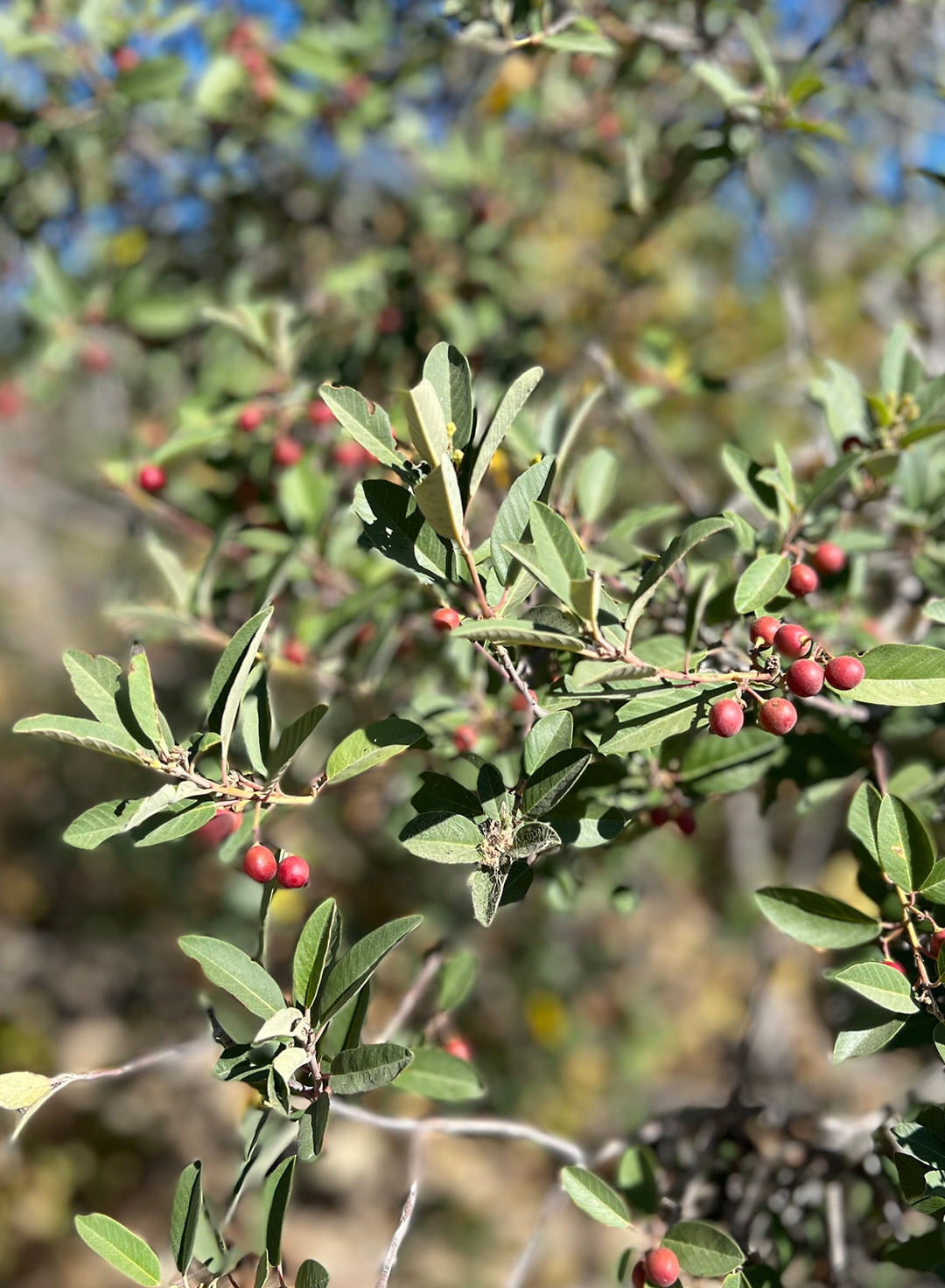 Frangula californica ssp. tomentella - Hoary Coffeeberry (Plant)