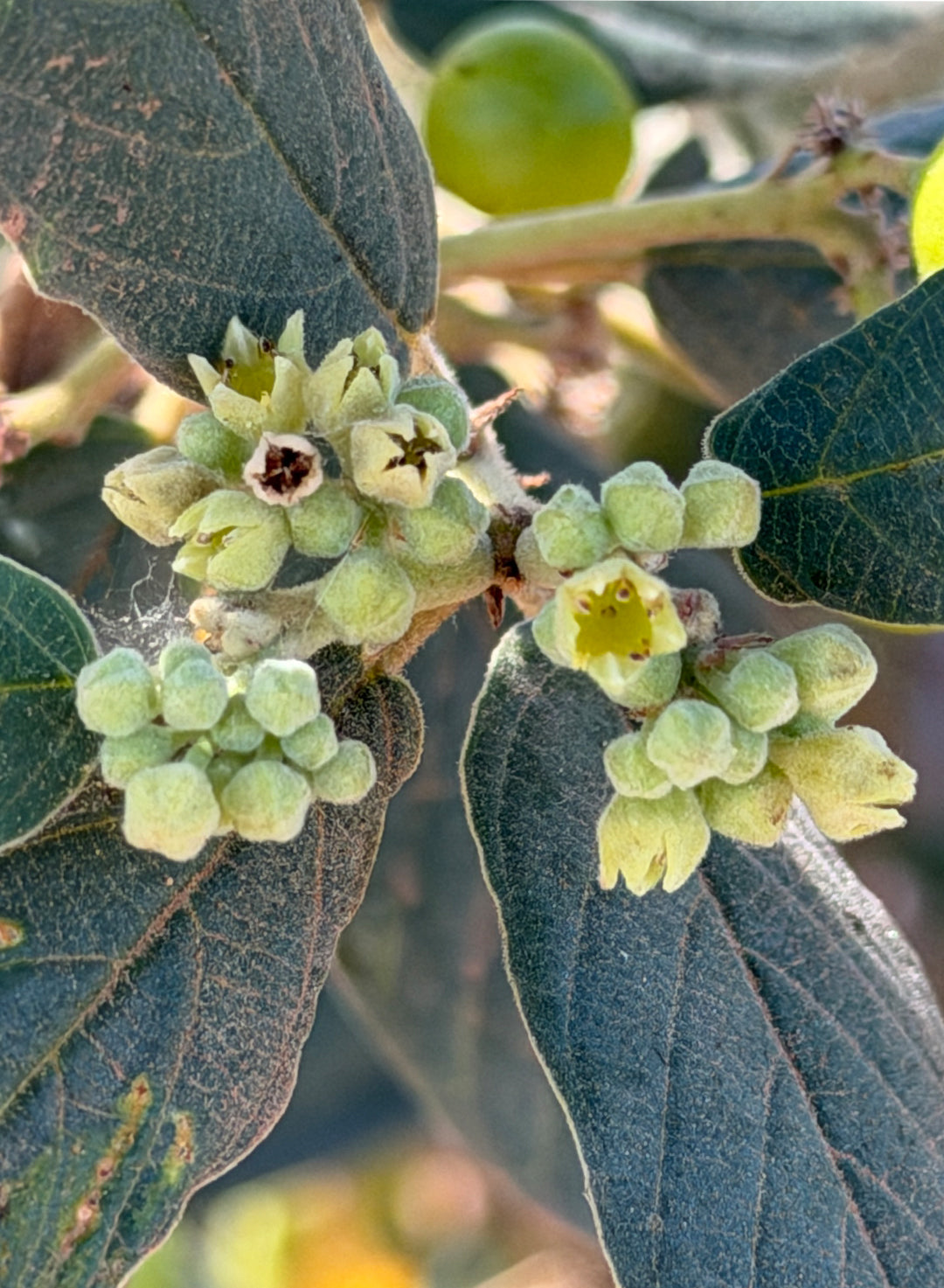 Frangula californica ssp. tomentella - Hoary Coffeeberry (Plant)