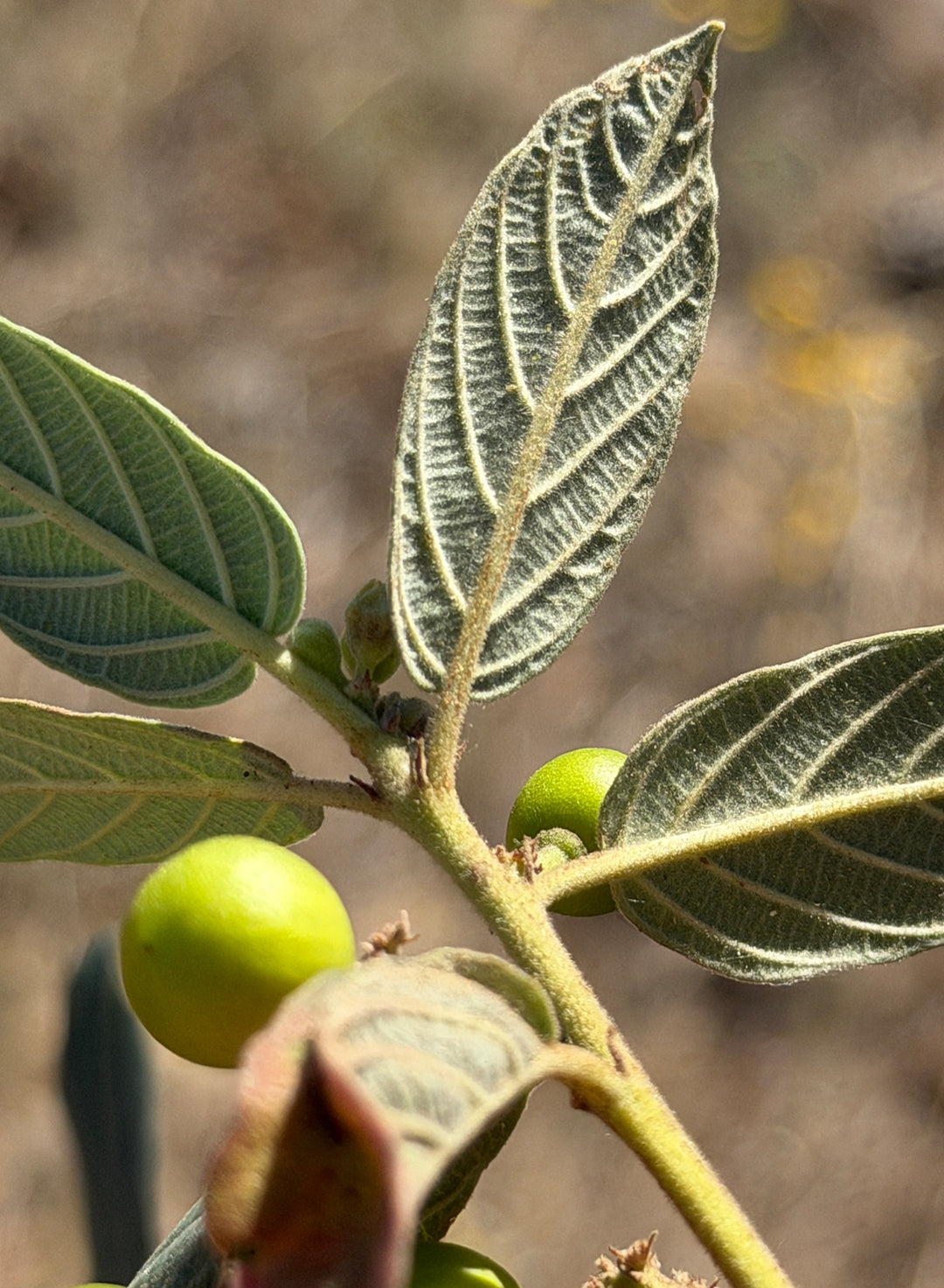 Frangula californica ssp. tomentella - Hoary Coffeeberry (Plant)