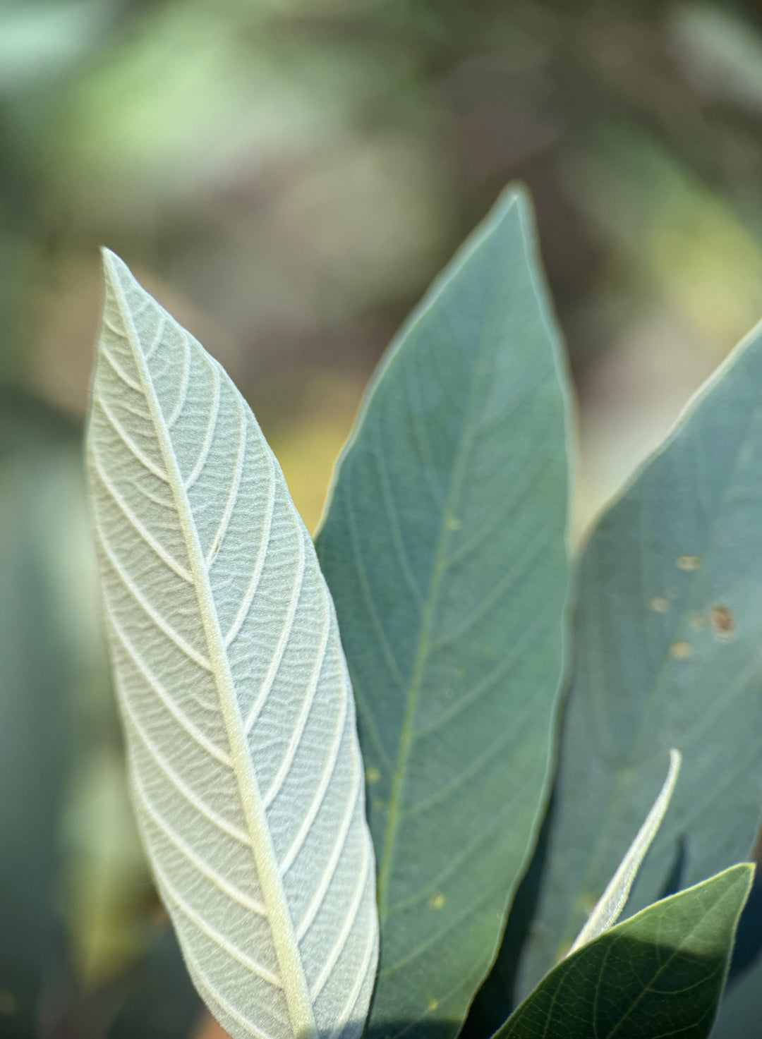 Frangula californica ssp. tomentella - Hoary Coffeeberry (Plant)