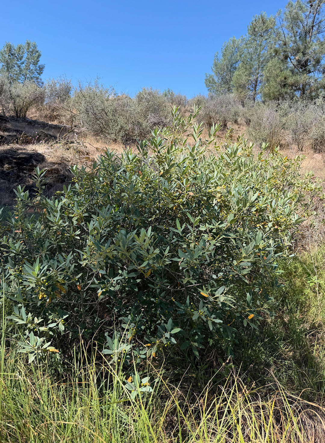 Frangula californica ssp. tomentella - Hoary Coffeeberry (Plant)