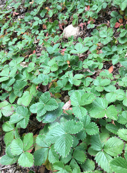 Fragaria vesca