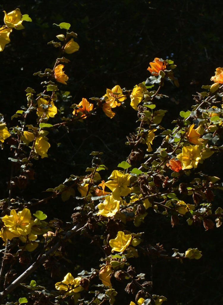 Fremontodendron californicum - California Flannel Bush (Plant)