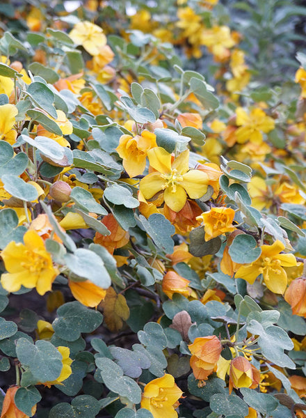 Fremontodendron 'Ken Taylor' - Ken Taylor Flannel Bush (Plant