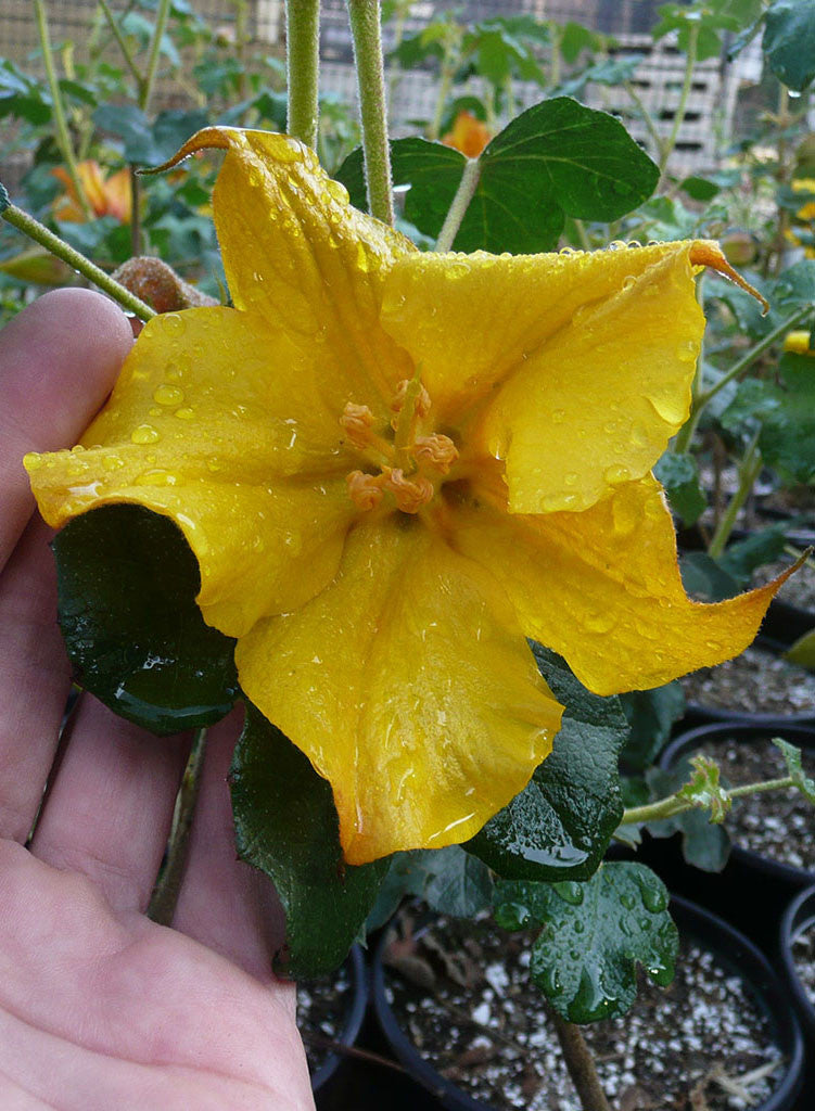 Fremontodendron 'San Gabriel' - San Gabriel Flannel Bush (Plant)