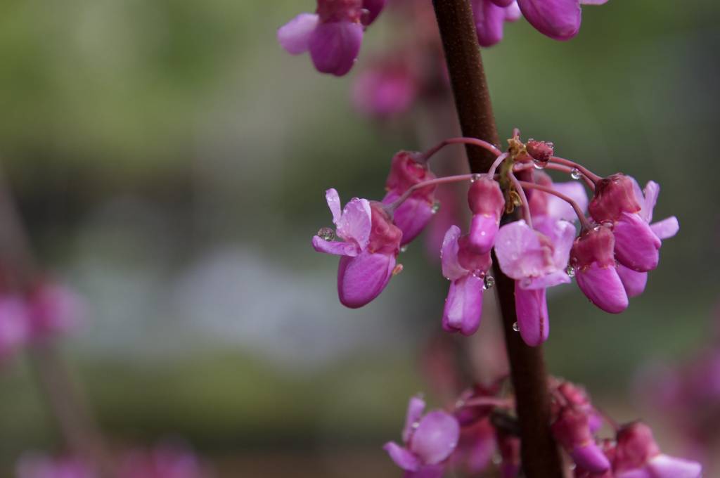 Cercis occidentalis - Western Redbud (Seed)