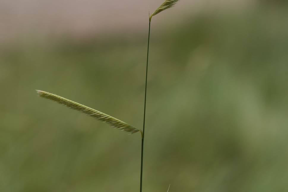 Bouteloua gracilis - Blue Grama (Seed)