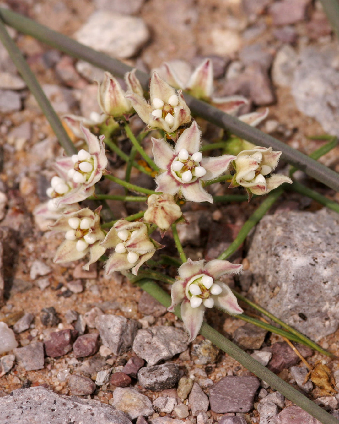 funastrum__aspidoscelis_on_inat.jpg