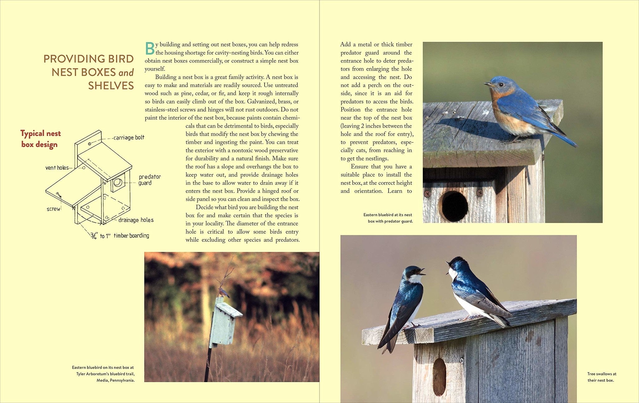 Gardening for the Birds: How to Create a Bird-Friendly Backyard